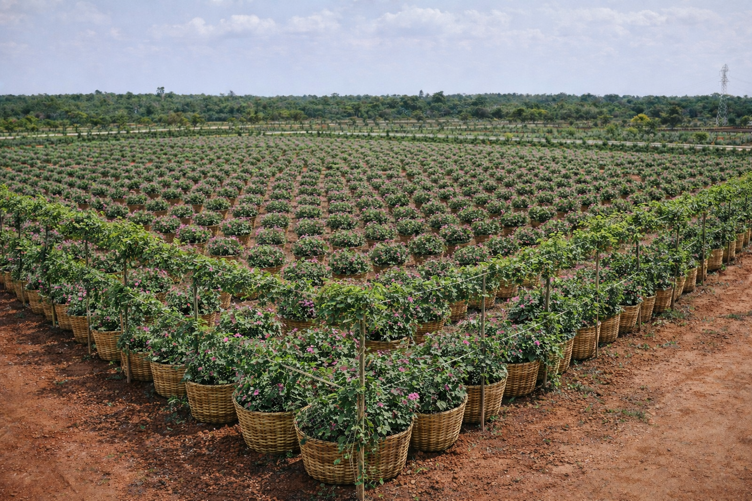 Urban Medicinal Plot